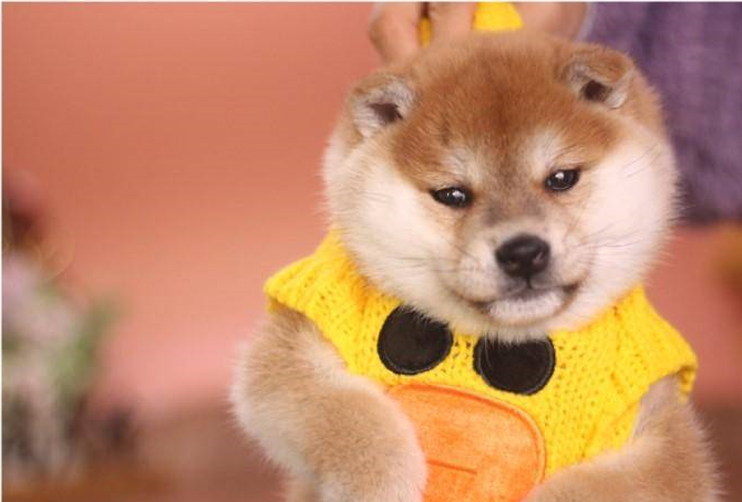 柴犬的几大缺点!购买之前必须了解!_因为_时候_老朋友