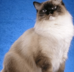 布偶猫是什么样的猫咪呢,怎么挑选布偶猫呢,怎么养猫?