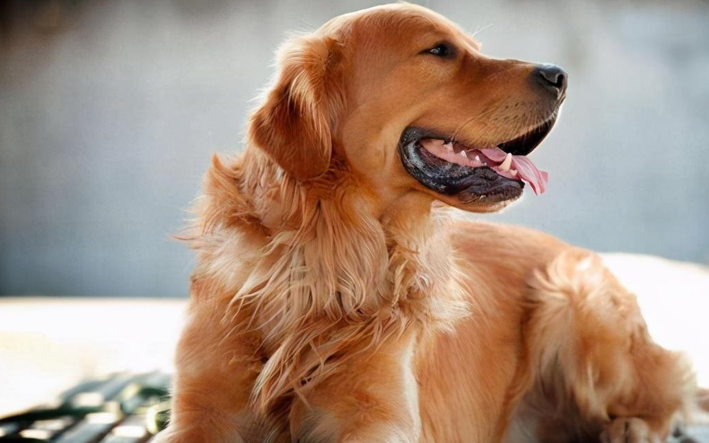 壁纸 动物 狗 狗狗 1024_640