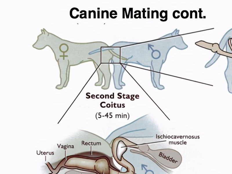 为什么犬类在交配后会"锁"住,无法分开?