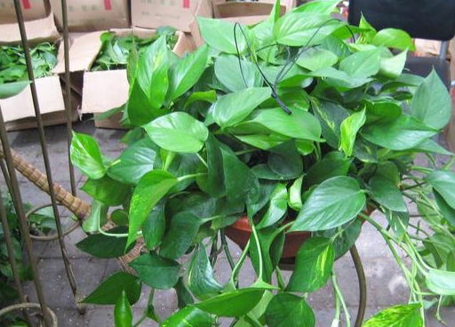 冬天里,怎么让绿萝还能绿油油?做好6点管理,冬天还能!