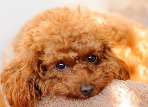 纯种泰迪犬怎么看?六个特征,看出你家泰迪纯不纯!