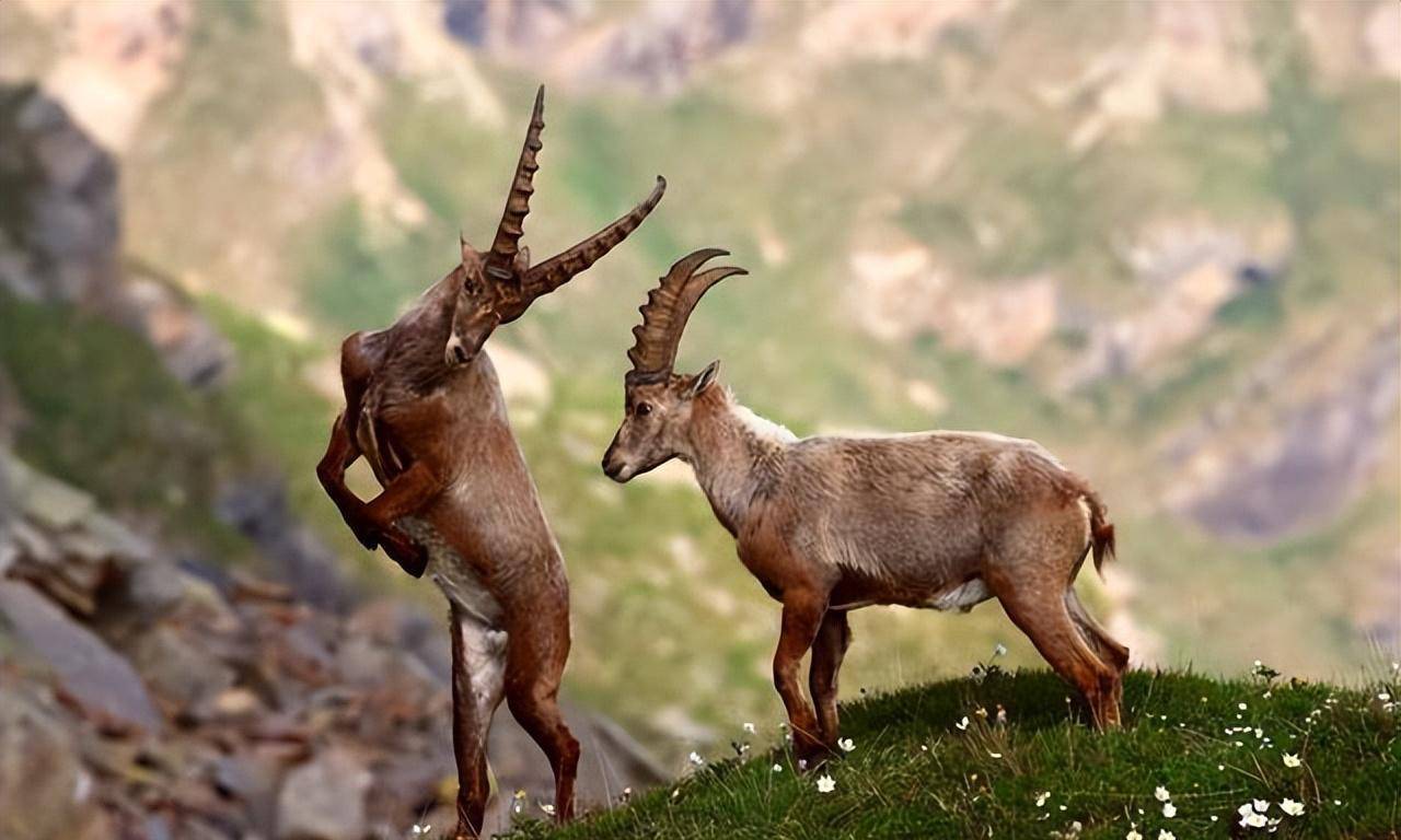 其中一羊一个勇猛进攻,引来老谭头猛力一击的时候,另一只羊趁机一头把