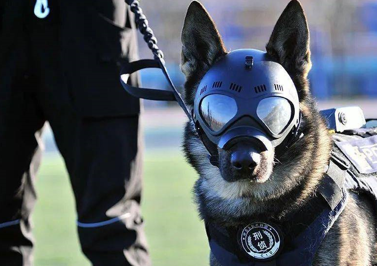 警犬界的新秀:马犬,一只让人不敢养的犬_运动量_攻击_