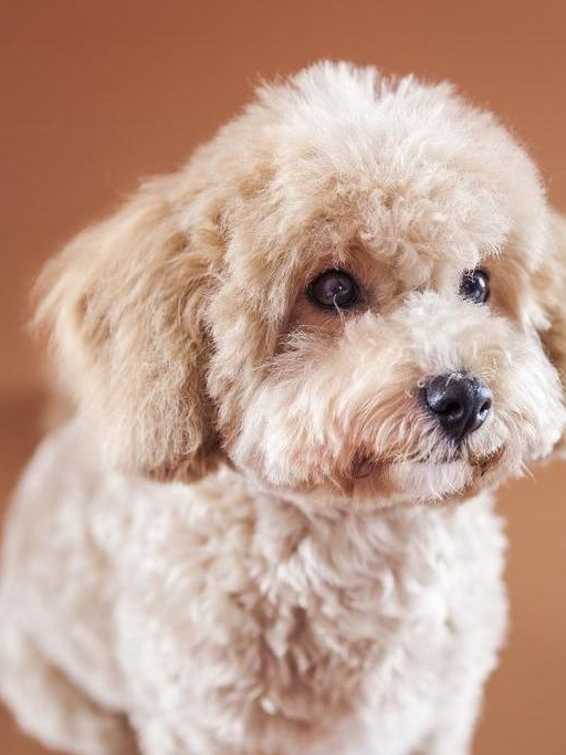 纯种泰迪犬怎么看?六个特征,看出你家泰迪纯不纯!_毛发_耳朵_情况