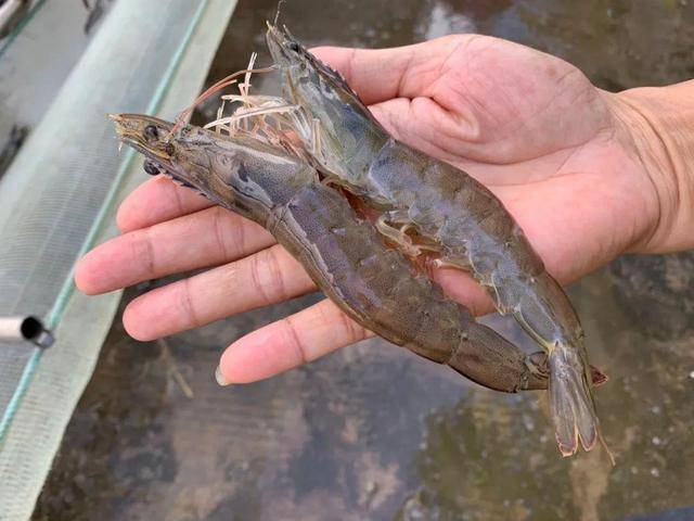 首先,养殖对虾需要选择合适的池塘.