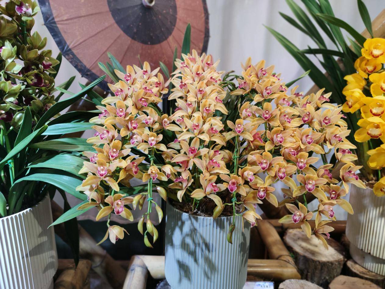 南京中山植物园兰花展开幕_保护_蕙兰_品种