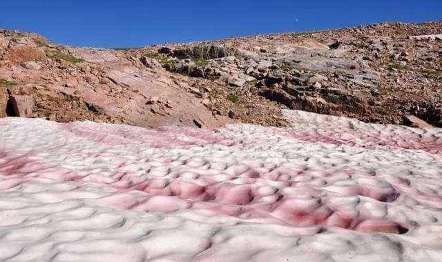 澳大利亚大火过后,南极又出现了"西瓜雪",血淋淋一片很是吓人_人类_大