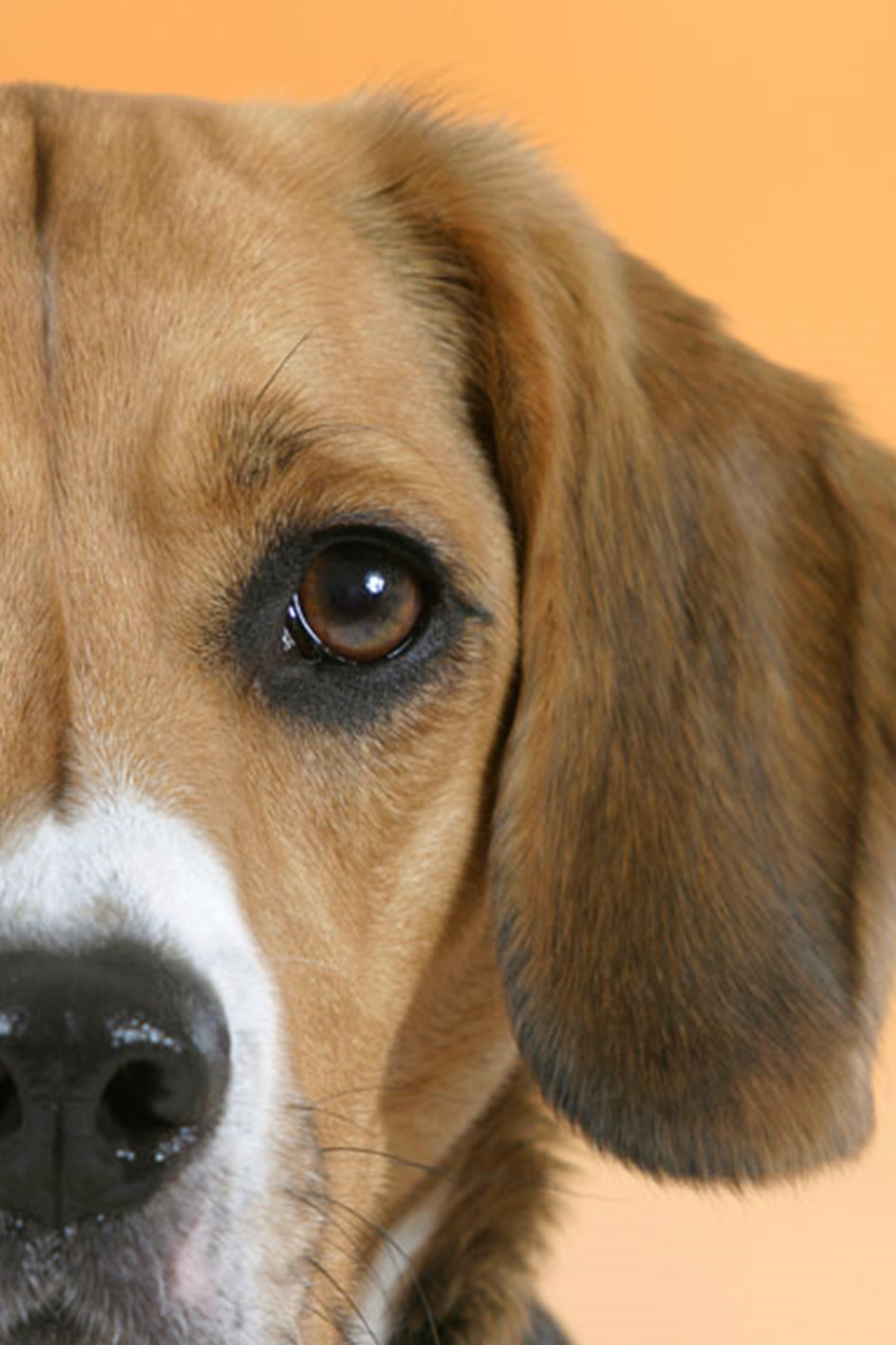 教你如何让你的狗狗开心_其他_时间_猎犬