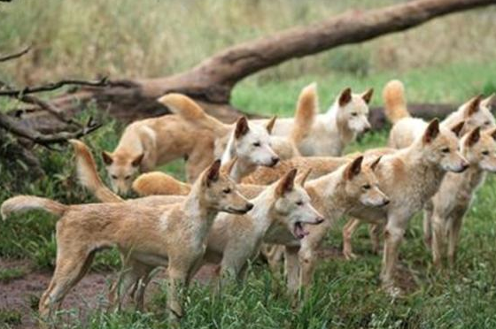 澳洲遭"大黄"入侵,吃鲨鱼就像吃辣条,网友:中华田园犬的胜利_野狗