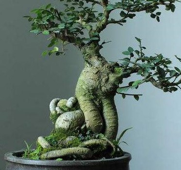 如何制作一盆榔榆桩景 榔榆桩景的制作方法_盆景_进行_根部