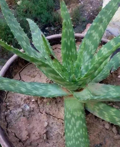 绿萝芦荟这么养,侧芽冒不停,叶子油绿疯长,一个月撑