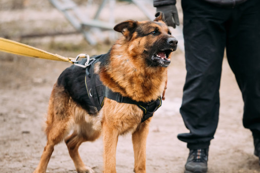 主人_马犬_狗狗