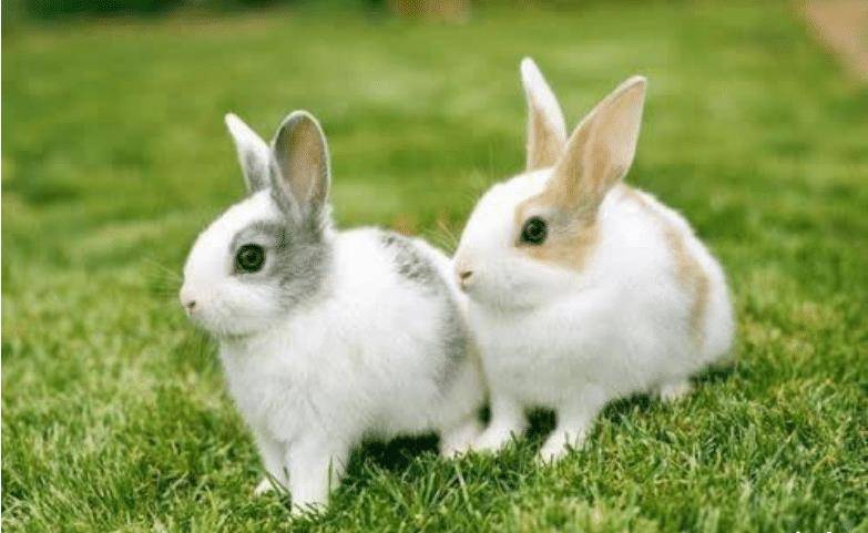 1726年,英国女子生下9只兔子?国王派人查验,女子惨遭?