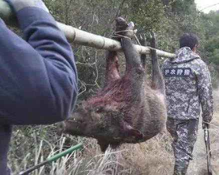 江苏出现"野猪猎人",捕1头野猪赚10000元?