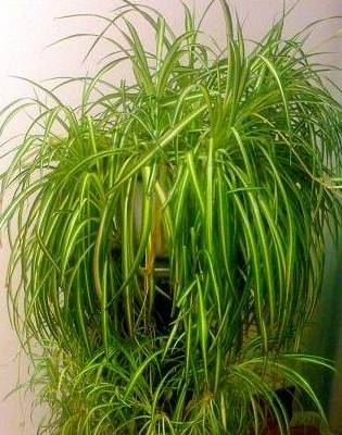 吊兰不长个,抽穗少,稀稀疏疏的,给它补一补,抽穗多到