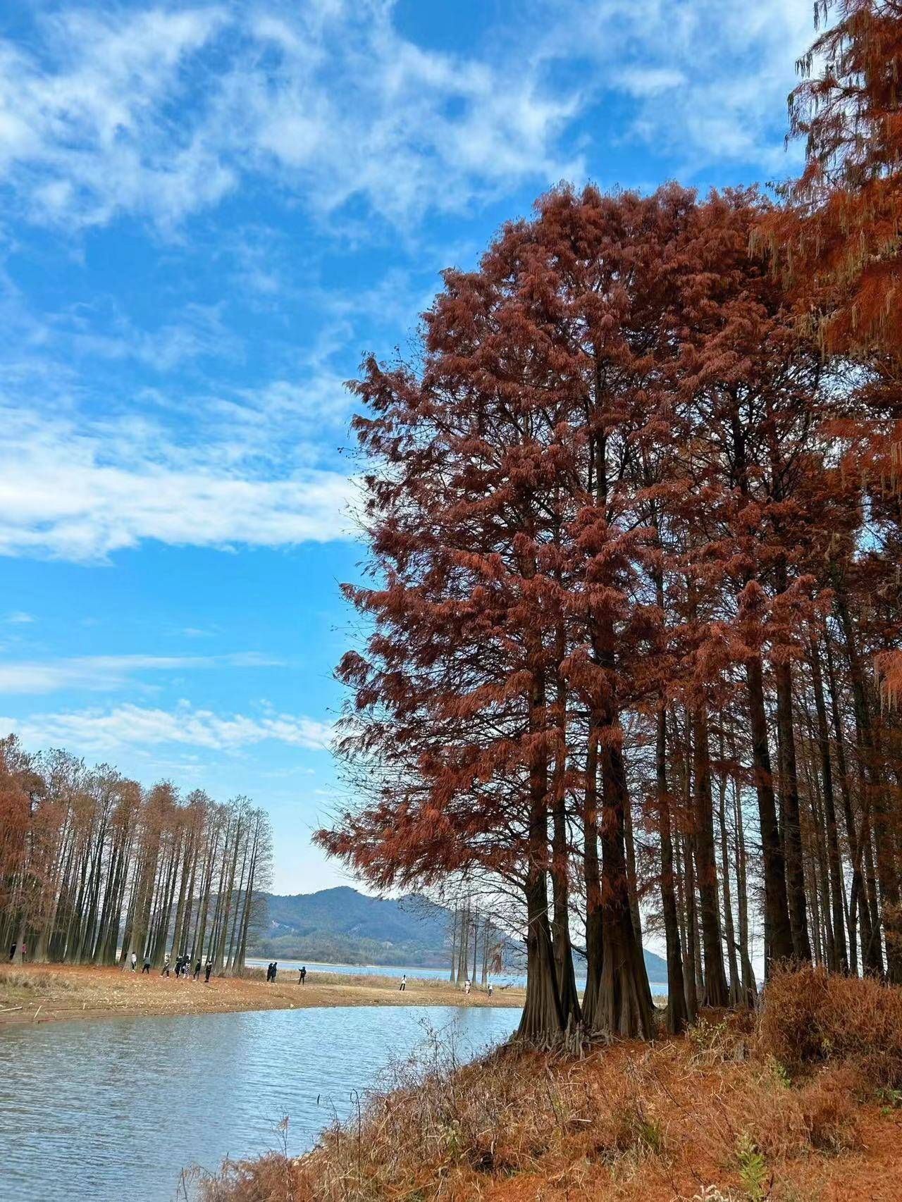春节去哪|四明山2天1夜自驾线路看过_明湖_zui_森林