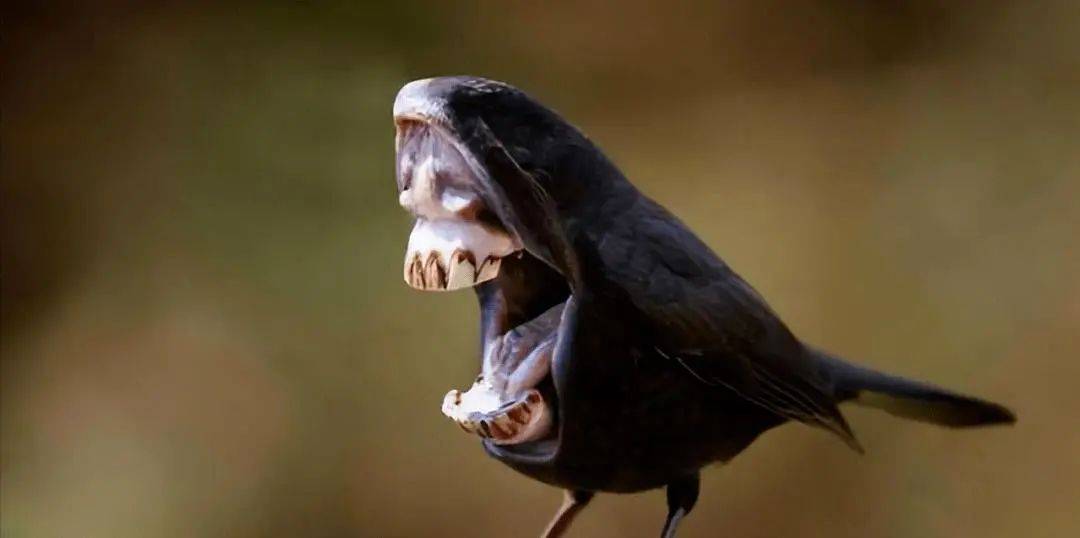 鸟类无牙之谜,你知道吗?_进化_食物_牙齿