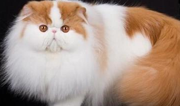 什么品种的猫往往比较乖巧,性格温顺?