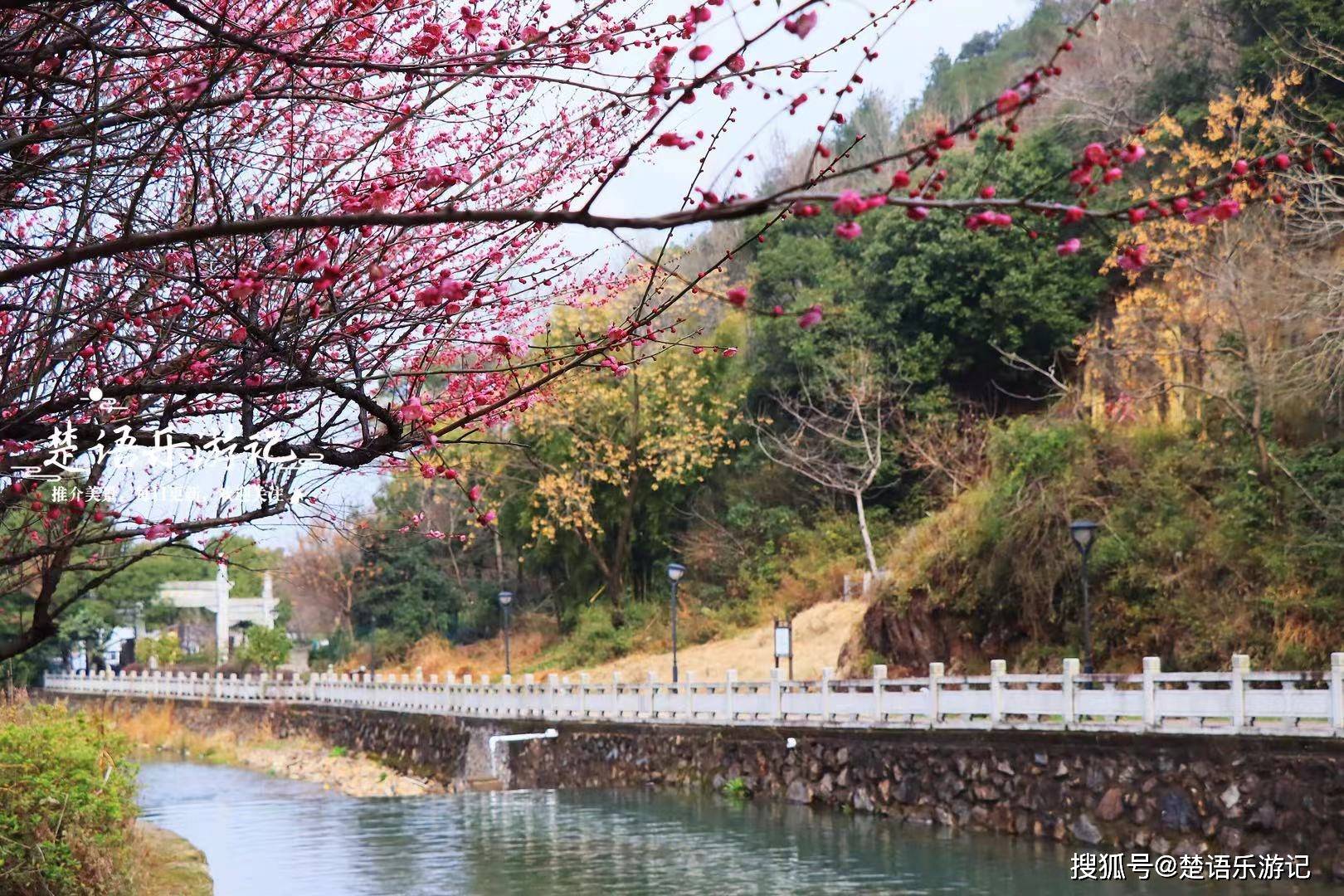 浙江余姚的幽静山村,梅林成为网红打卡地,周边风光美