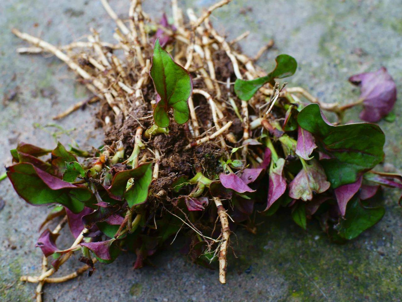 春天的野菜具有独特的调理作用,能够帮助人体驱散冬季积累的寒气,清除