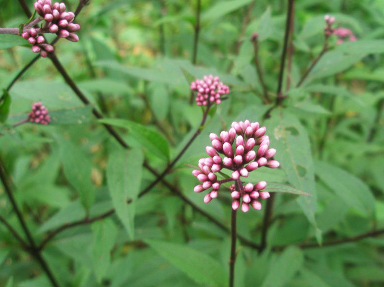 那么佩兰除了做香枕以外,还有哪些作用呢?