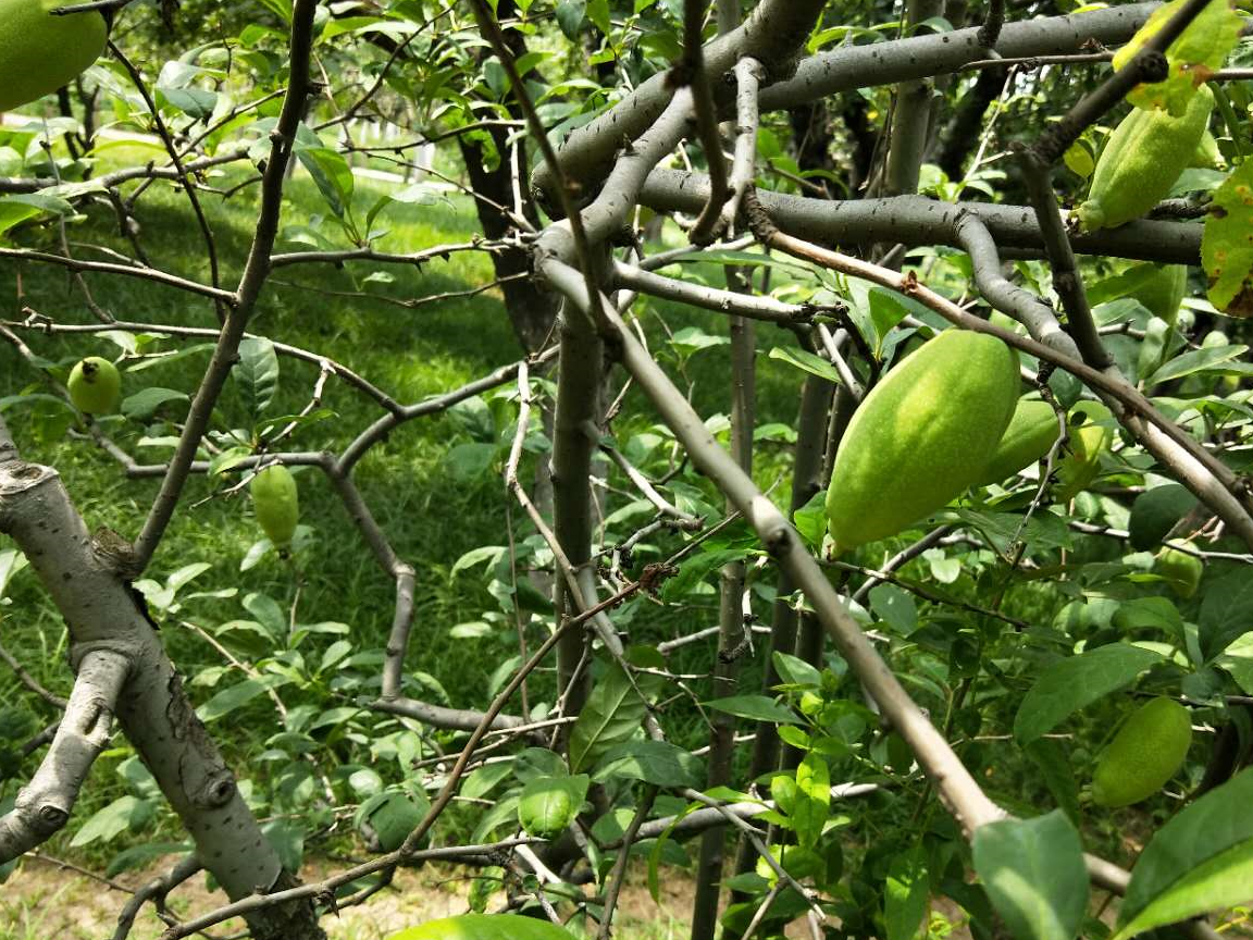 公园常见的木瓜海棠,没想到还有减肥的功效_果子_果实