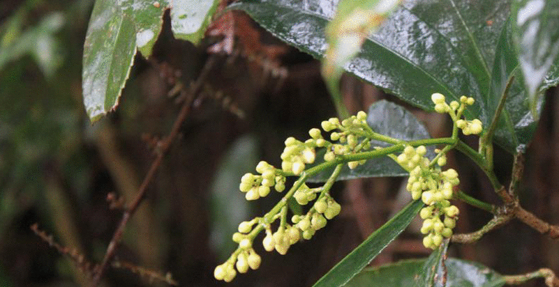 山香,又名山薄荷,毛老虎,蛇百子,毛射香,药黄草,假蕾香,臭草和狛骨消
