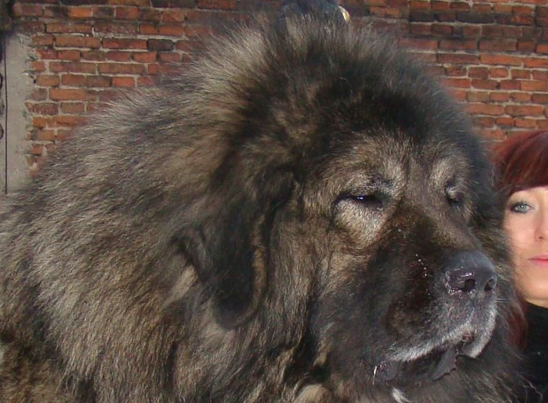 犬科动物中,这5种猛犬可完爆狼族,其中一种被誉为"犬中战狼"_库达_的