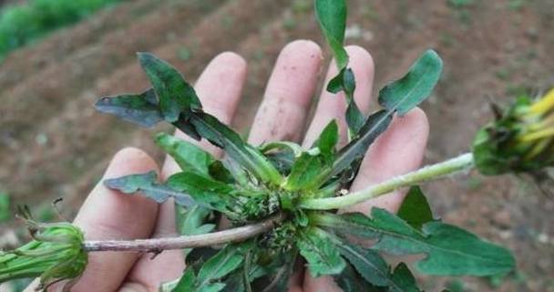 坚持"五个一",排除湿气,少生病,健康