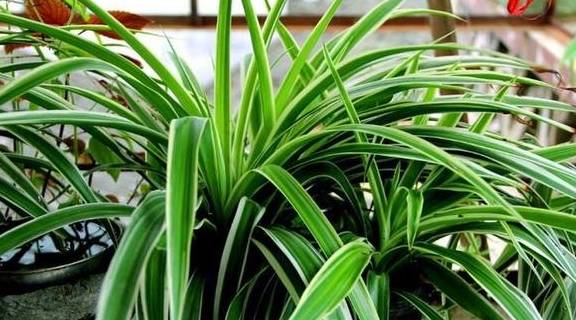 吊兰杂乱不美观,干脆把它剪秃了,彻底改造,来个华丽的