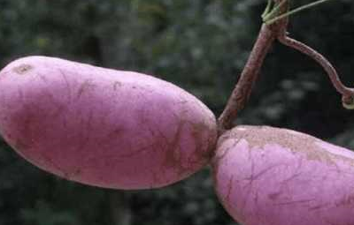 这水果如果喜欢就多吃点,名字不要问,会让人害羞_牛郎