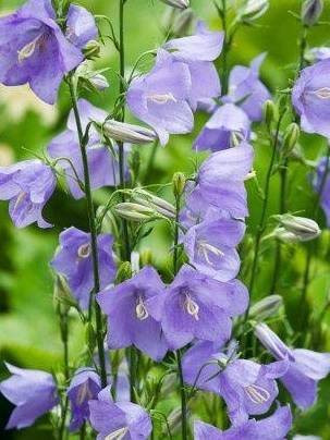 刚买的风铃草就变成这副模样,一狠心把花卸掉,不久后!