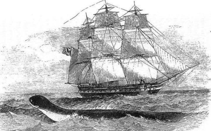 1852年,美国报纸声称在南太平洋捕获海洋巨蟒,真相扑朔迷离