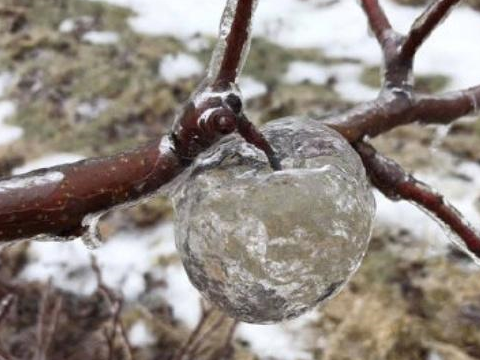 美国极寒天气下,苹果树结出"空心冰苹果",晶莹剔透,像