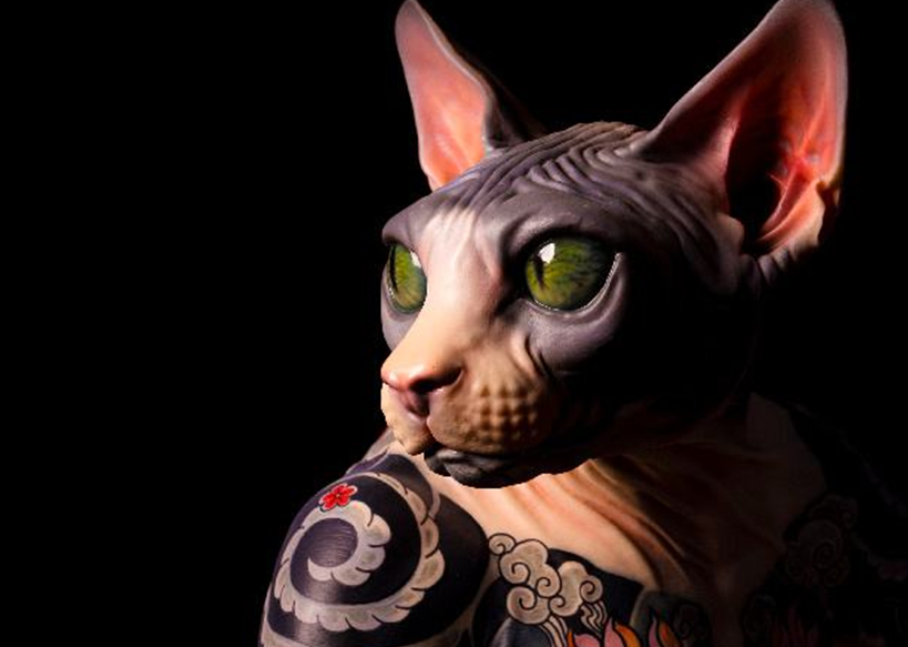 没有毛就要纹身?无毛猫的痛有谁能懂?_猫猫_因为_皮肤