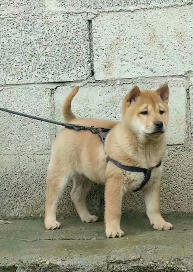 精品的中华田园犬,是本土出色的猎犬,颜值不输宠物狗_凉山_专业_猎物