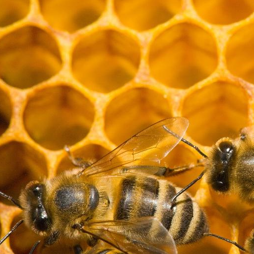 养蜂专家提醒,优质蜂王也会一房产多卵,见卵就掐,损失