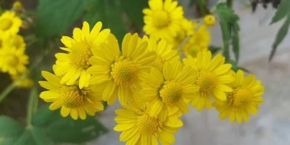 深秋的季节,盛开的黄色野菊花,宛如一堆堆燃烧的火焰,把生命的激情在