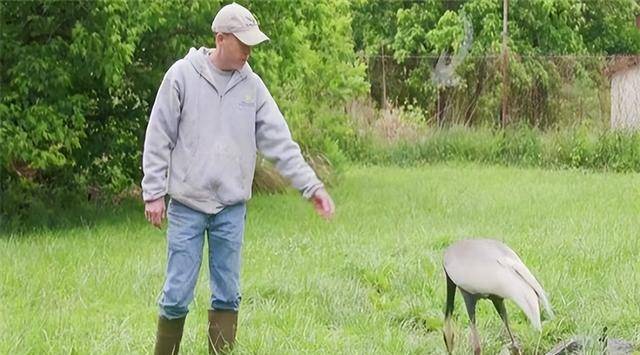 2005年美国白枕鹤连杀两任“丈夫”后，爱上饲养员，二者相伴18年