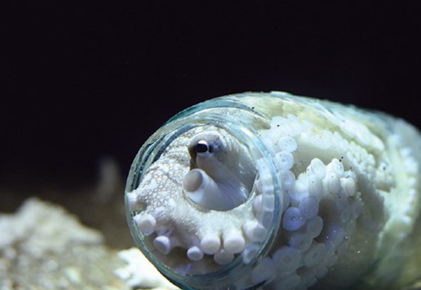 被预测在一亿年以后真实存在的奇怪生物