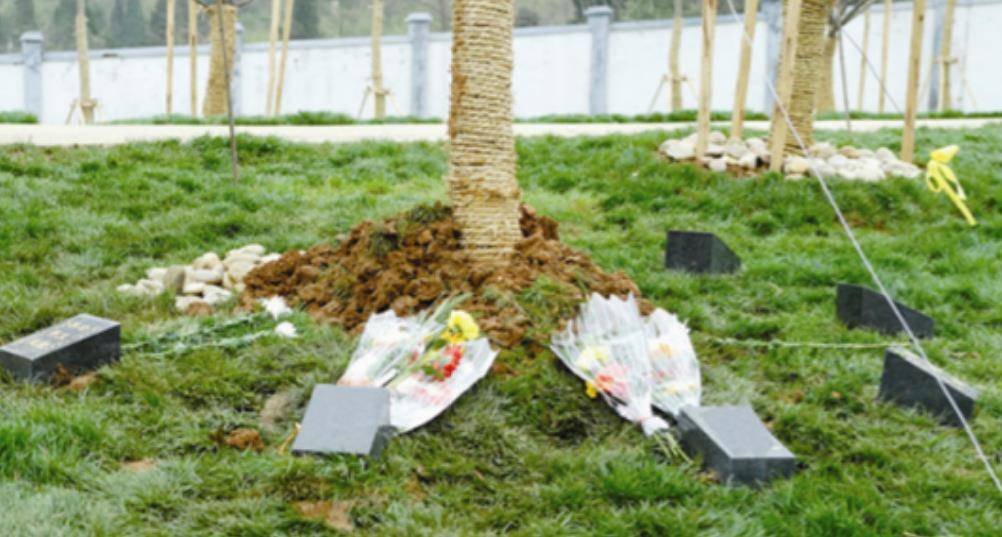 树葬正在迅速兴起,取代火葬只是时间问题?