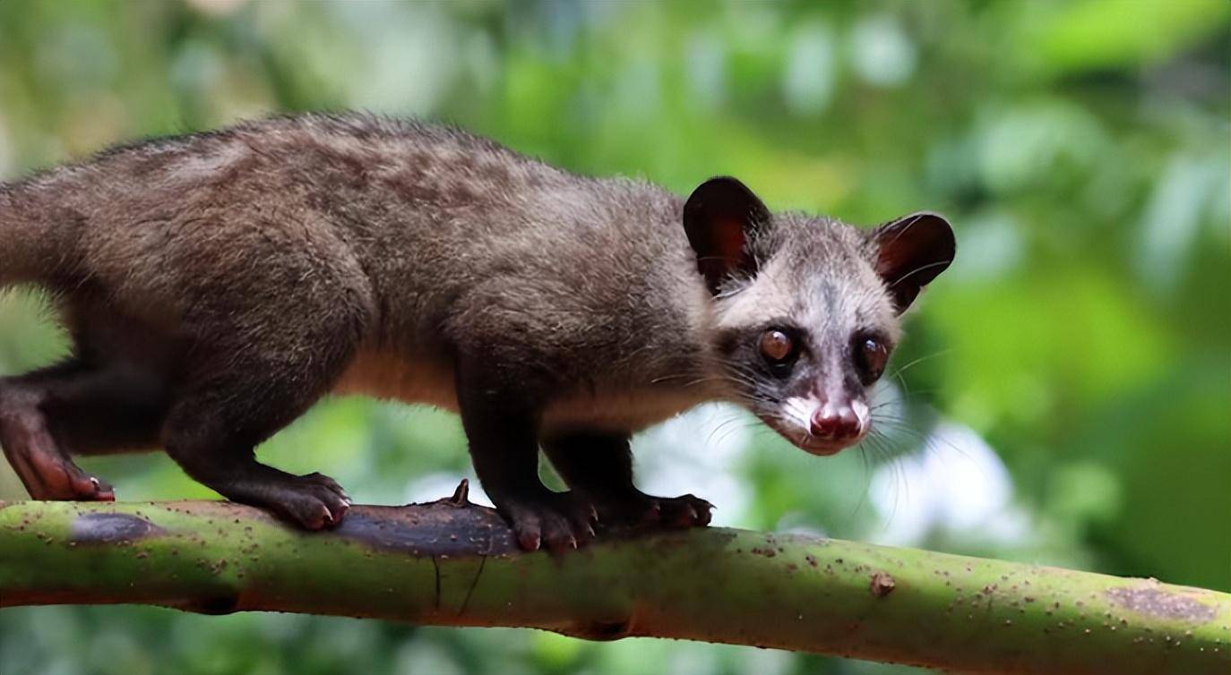 海南发现二级保护动物椰子狸:不吃椰子,猫屎咖啡真是它拉的