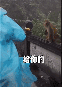 动物gif:这表情相当到位_健身_马达小_主人