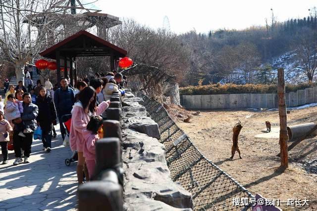 這個景區春節火爆出圈!_動物_遊客_世界