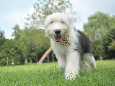 古牧趣闻:古牧吃胡萝卜能爆毛吗,让古牧爆毛能喂胡吗