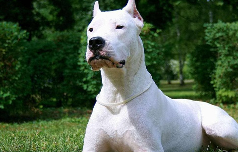 世界上最有敌意的狗,世界上最凶的狗第一名你绝对意想