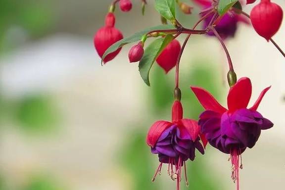 要买年宵花,它们最适合_时候_倒挂金钟_红火