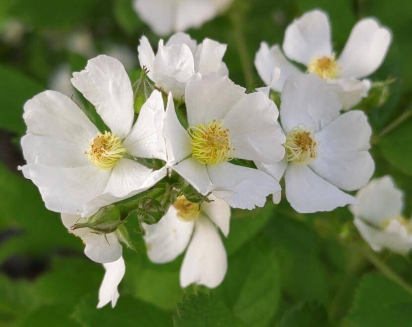 篱边开尽野蔷薇_wm_html_cn