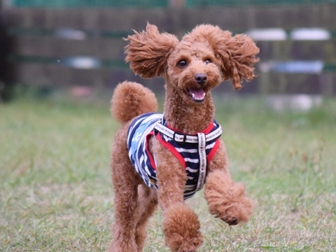 泰迪"易骨折"饲养小型狗狗都有一个弊端,就是容易骨折,这件事也是广大